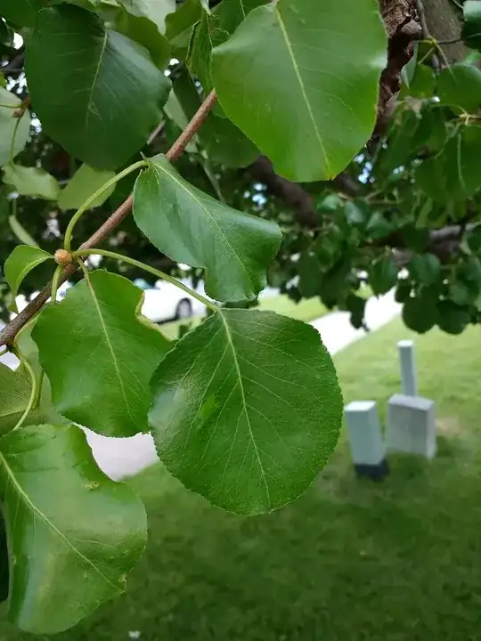 leaf of tree
