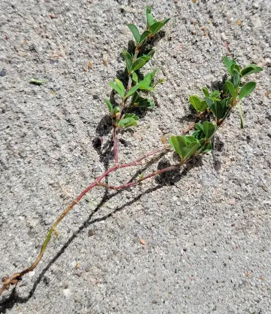 Plant with small leaves