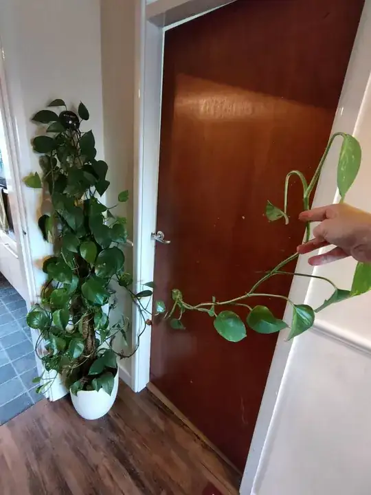 Houseplant