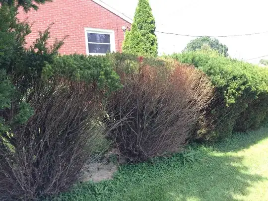 Bushes facing south