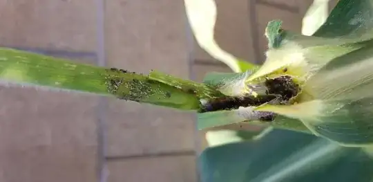 ant activity on a corn stalk