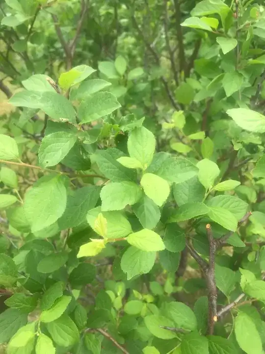 Plum Tree #1
