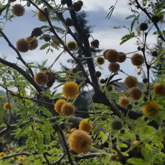 plant