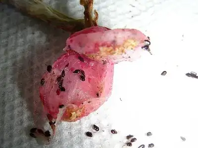 Schlumbergera seeds
