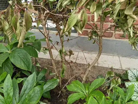 plant