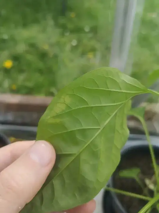 leaf