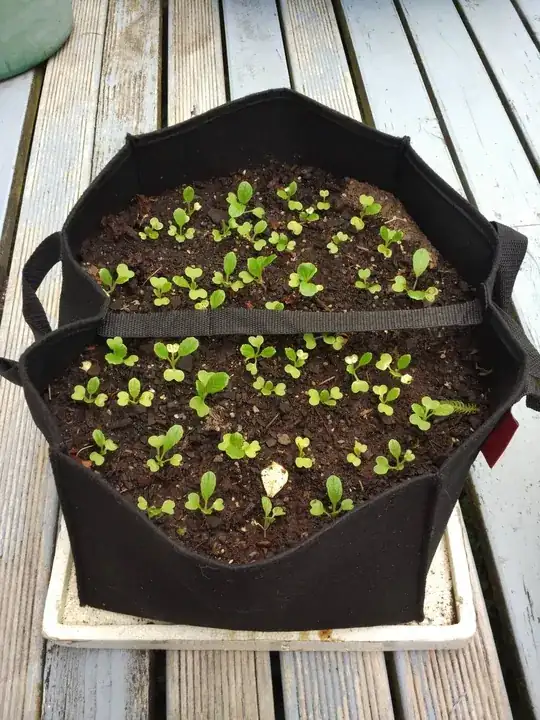 Grow bag with seedlings