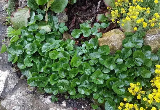 Ground plant