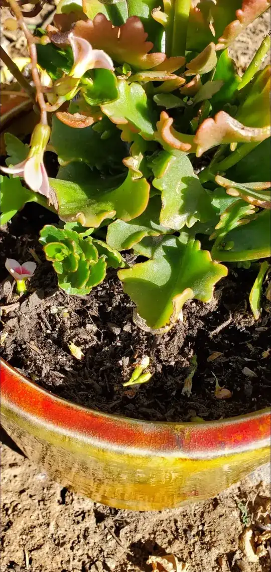 soil