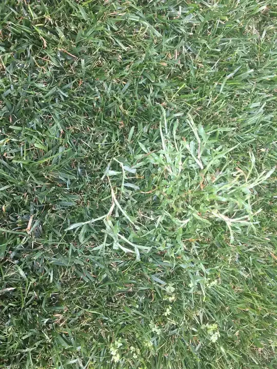 Close up of weed