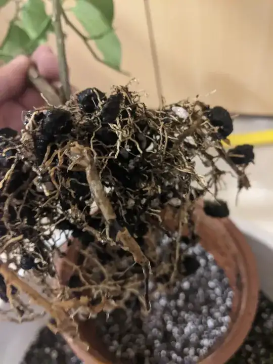Roots