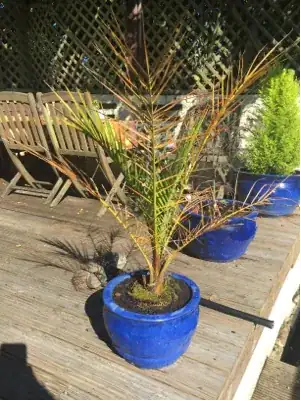 date palm tree