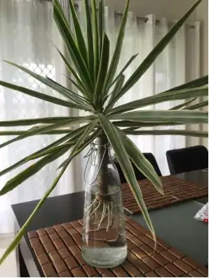 the dracaena cut after about a month