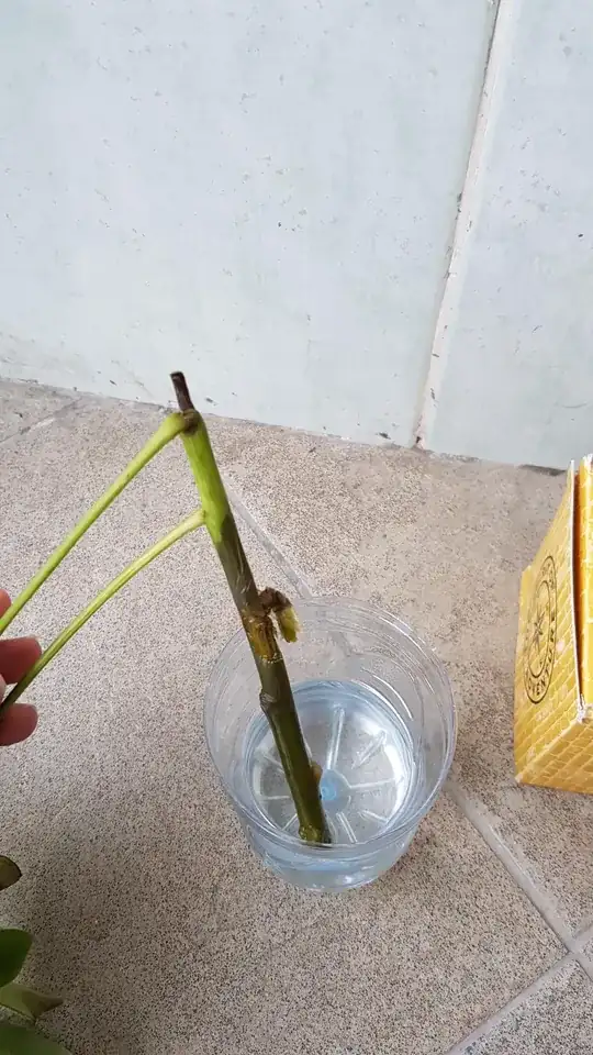 this is the skin of the other half of the stem that i kept in water. 