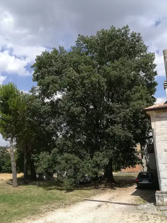 Photo of the whole oak