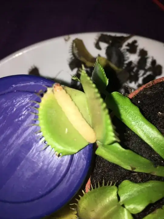 flytraps