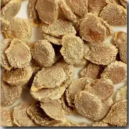 Husky Hybrid Seeds