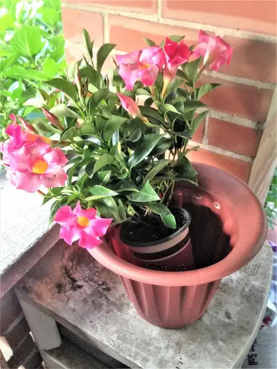 Dipladenia