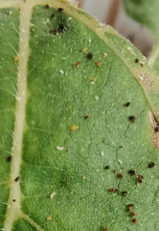 Leaf with several small black & brown bugs