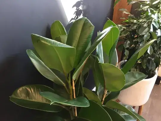 Ficus with leaves curled