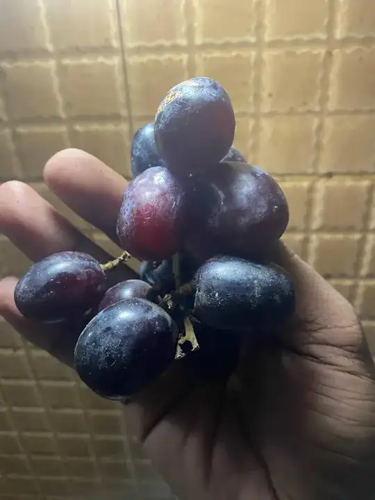Bunch of red grapes