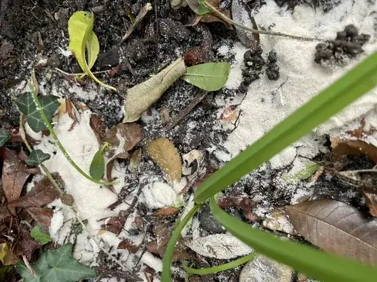 Close-up of the powder