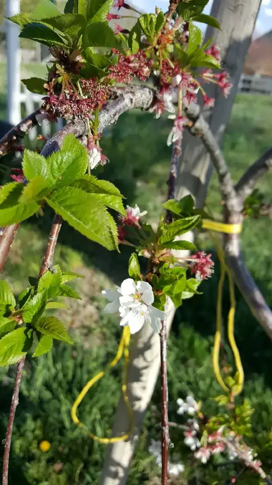 white specks and leaf damage