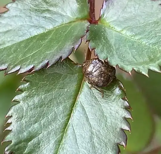 Brown insect from above