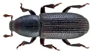 a beetle type leaf miner