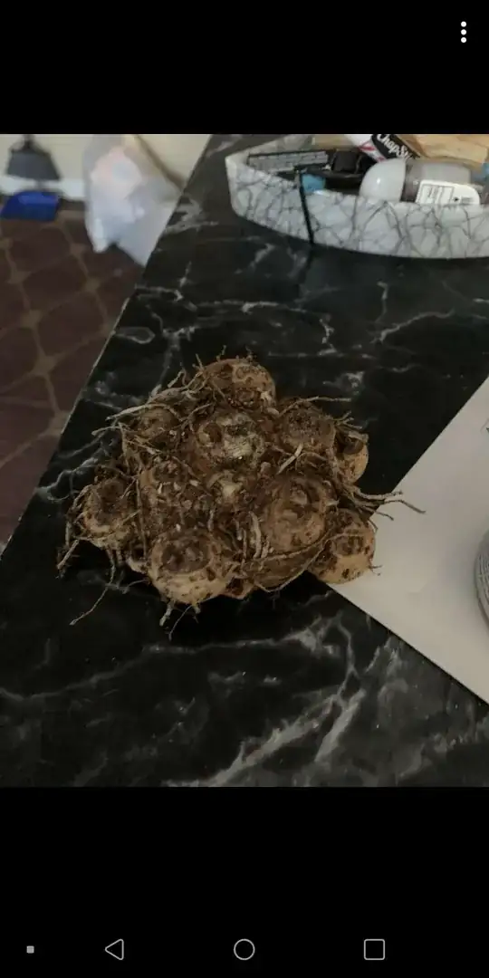 Root balls