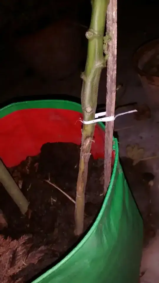 Stem drying 