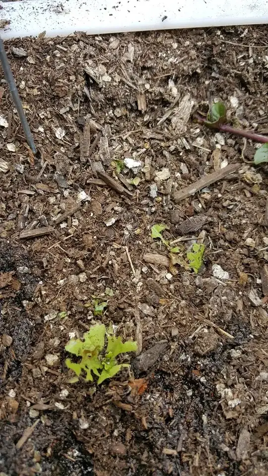 Damaged lettuce