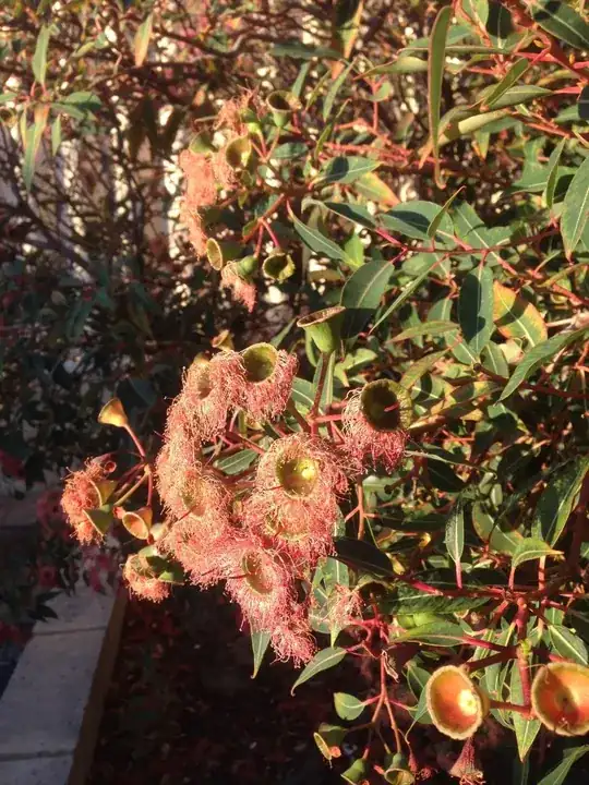 Tree one - Blood Gum?