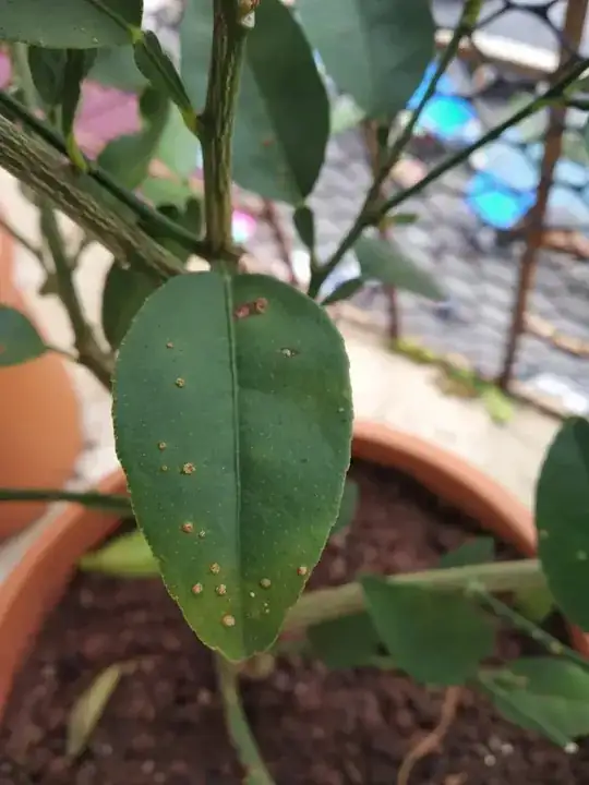 The top side of one affected leaf