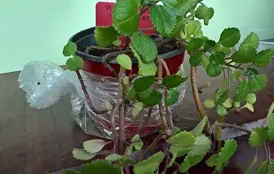 Plectranthus verticillatus interior pot
