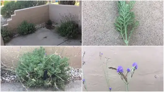 Picture of my plant