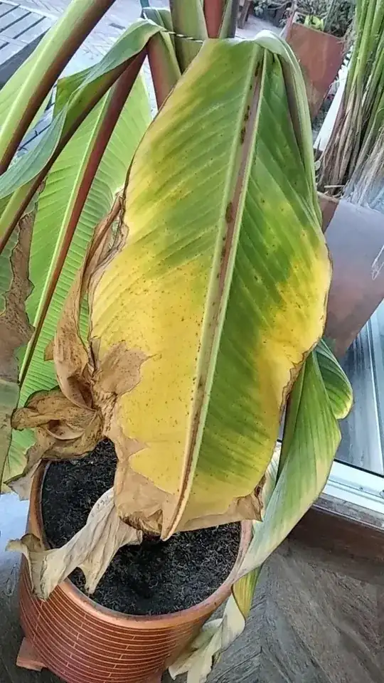 Plant photo