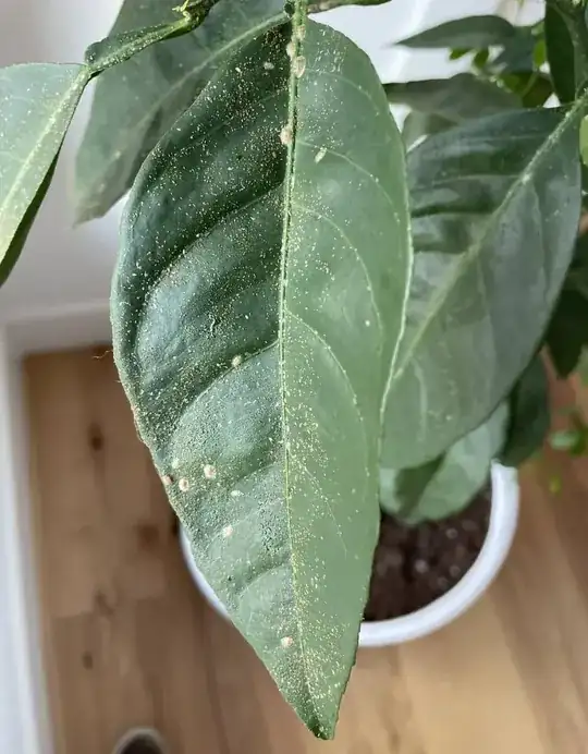 leaf with bugs