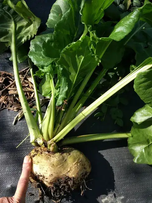 guest vegetable