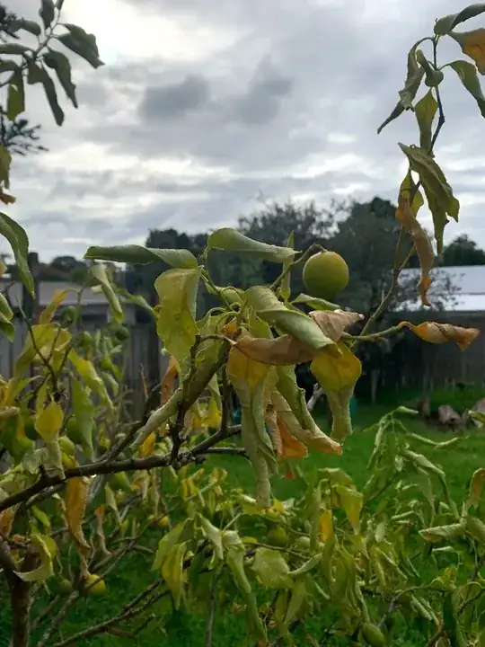 leaves