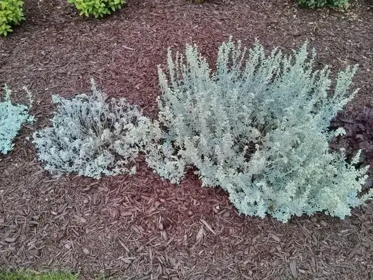 split in the stem