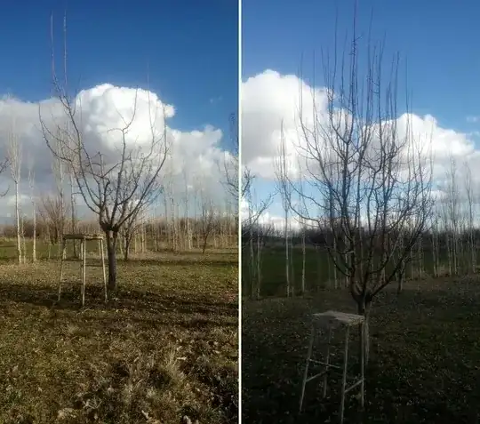 pruned apple tree