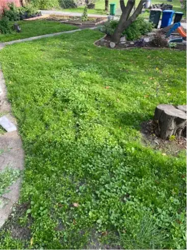Overall lawn photo with weeds running down the middle