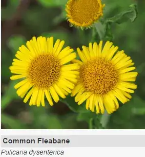 Common Fleabane