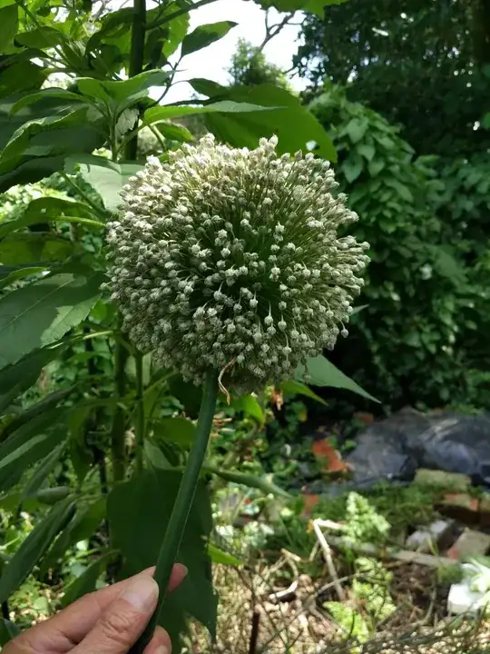 leek flower head