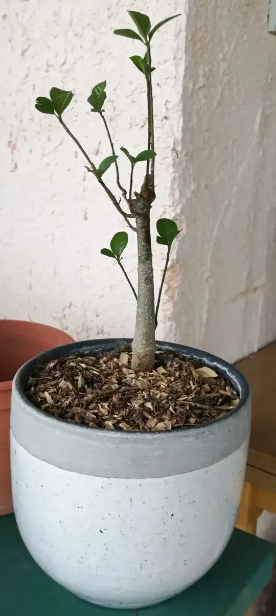 baobab reborn in new pot