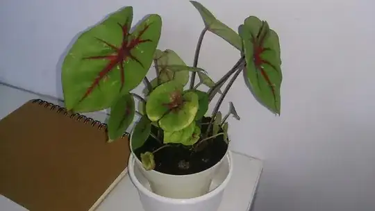 yellowing caladium leaves