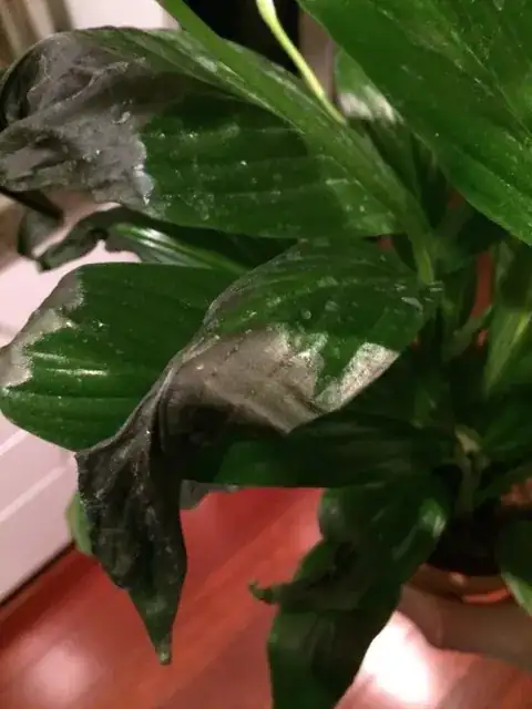 Peace Lily Pic 2