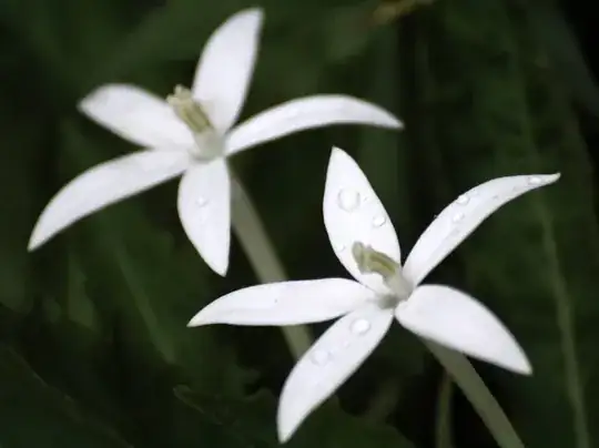 flower