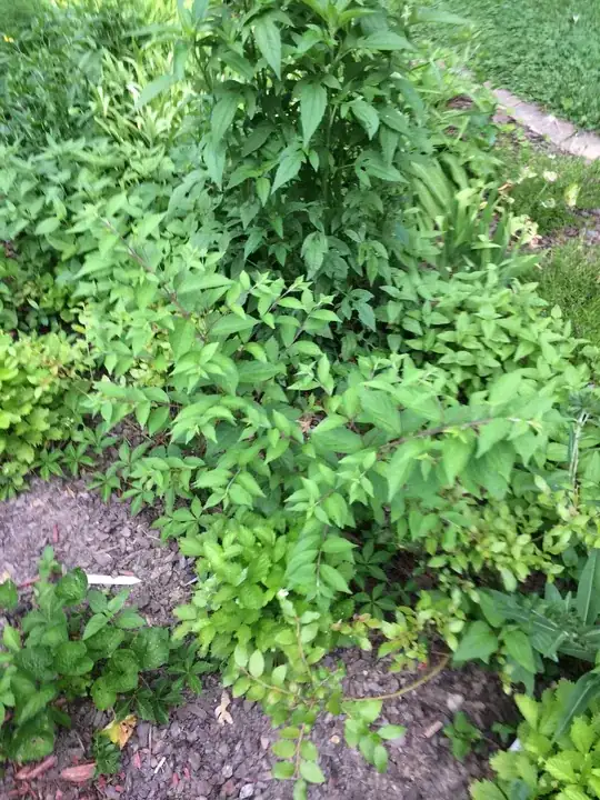 Downy Mildew Infection